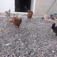 نوچه با ۶ تا جوجه ۳ میلیون