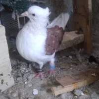 قیمت ۲۰۰۰۰۰|حیوانات|آبادان, |دیوار