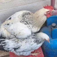 فروش مرغ و خروس