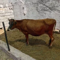 گاو جرسی با گستر