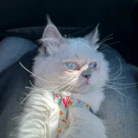 پرشین هیمالین