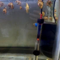 دیسکس|ماهی|شهر ری, شهادت|دیوار