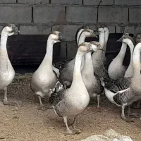 قوغاز اکراینی اصل|حیوانات مزرعه|ساری, |دیوار