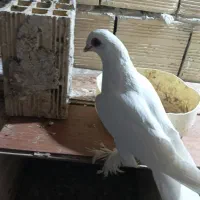 کبوتر طوقی لوتی|پرنده|تبریز, |دیوار