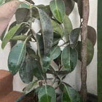 فروش 4 عدد گل اپارتمانی|گل و گیاه طبیعی|اصفهان, شاه پسند|دیوار