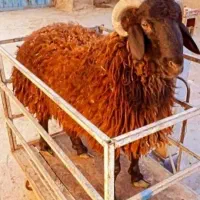 عرضه و فروش گوسفند (دامداری معتبر گوشت جگر سالم)