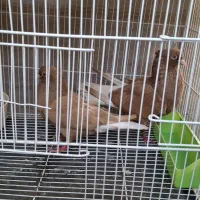 زرد دم سفید