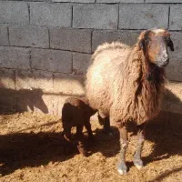 گوسفند با بره نر وماده شادگان