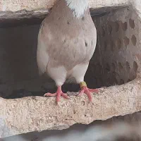 30 عدد طوقی|پرنده|شیراز, حومه شیراز|دیوار