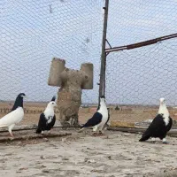 کبوتر|پرنده|دشتابی, |دیوار