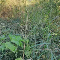 اجاره چراگاه دام (اتراق)|اجارهٔ دفتر صنعتی، کشاورزی، تجاری|خوی, |دیوار