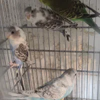 مرغ عشق و عروس هلندی|پرنده|مرودشت, ابوذر شمالی‎|دیوار