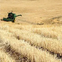 زمین-دیمی-کشاورزی