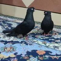 کبوتر ابادانی