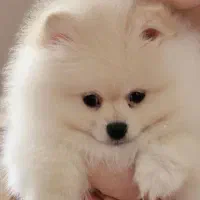 توله پامر کیفیت بالا