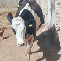 گاو شیری تخک سیمینتال