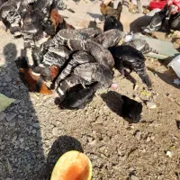 بوقلمون و مرغ و خروس|حیوانات مزرعه|نیشابور, ریوند|دیوار