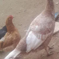 بوقلمون و مرغ و خروس