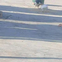 کبوتر طوقی|پرنده|شیراز, مسلم|دیوار