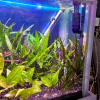 آکواریوم|ماهی|نقده, |دیوار