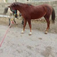 اسب قدبلند۵ساله