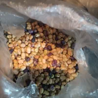 باقالی تازه امسالی