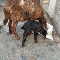 میش زاییده|حیوانات مزرعه|تهران, انبار نفت|دیوار