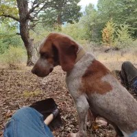 توله شکاری ترافل|سگ|گلی داغ, |دیوار