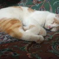 گمشده