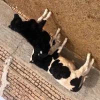 گوساله خالص لاغر|حیوانات مزرعه|جوادآباد, |دیوار