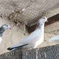 کبوتر بشرت6ساعت پرش