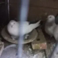 لوتی و الوان