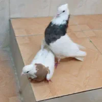 کبوتر