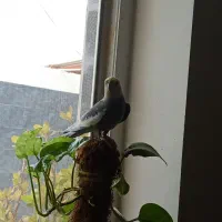 جم سالم وسخنگو|پرنده|جم, |دیوار