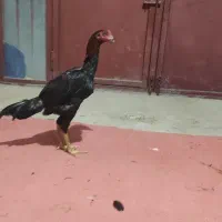 جوجه خروس لاری 6ماهه