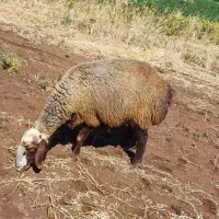 میش چاق