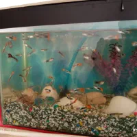 آکواریوم|ماهی|کرمانشاه, |دیوار