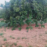 فروش باغ گردو قیمت مناسب|فروش دفتر صنعتی، کشاورزی، تجاری|تویسرکان, |دیوار