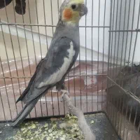 عروس هلندی نر