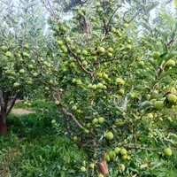 363متر جابان (دماوند)+انشعابات|فروش زمین و ملک کلنگی|دماوند, دماوند|دیوار