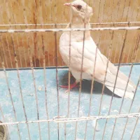 جوجه هفت رنگ دم‌سفید لیمویی