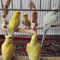 6تا مرغ عشق|پرنده|گلستان (تهران), |دیوار