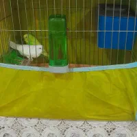 مرغ عشق جفت مولد فروشی