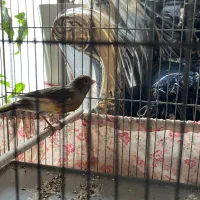 قناری نر سرخ