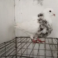 کبوتر طوقی|پرنده|گله دار, |دیوار