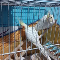 عروس هلندی لوتینو با تخم