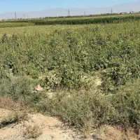 زمین ۱۸۲۲ متری با قابلیت ساخت شهرستانک رباط کریم|فروش زمین و ملک کلنگی|رباط‌کریم, شهرستانک|دیوار