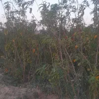 نهال بادام پیوندی، هلو و گوجه باغی پاکتی، ریشه پرس|گل و گیاه طبیعی|شیراز, منطقه هوایی شهید دوران|دیوار