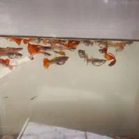 ماهی گپی|ماهی|محمدیه-قزوین, |دیوار