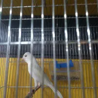 قناری سفید تازه صاف